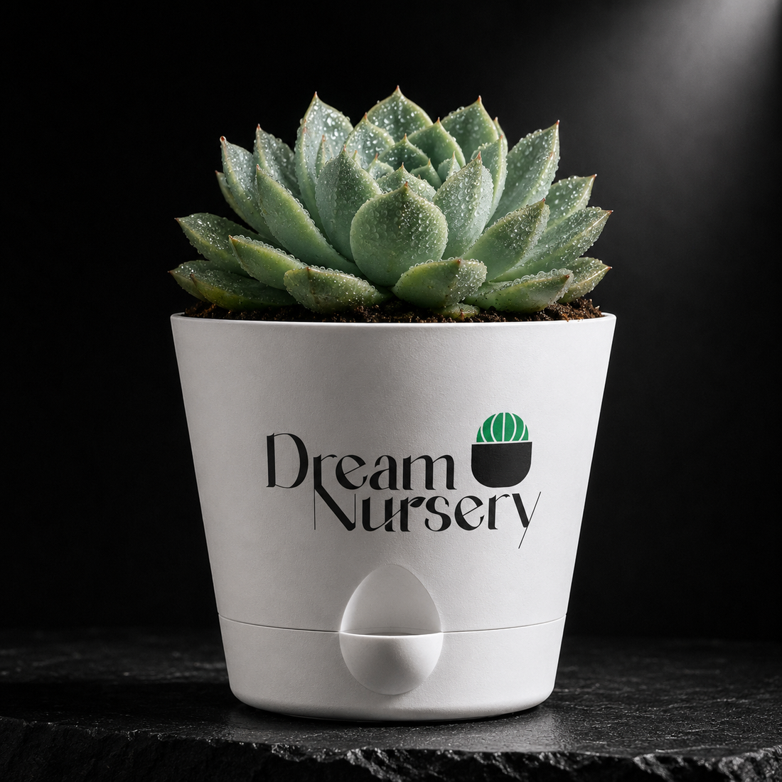 How to Care for Succulents in Pondicherry's Humidity