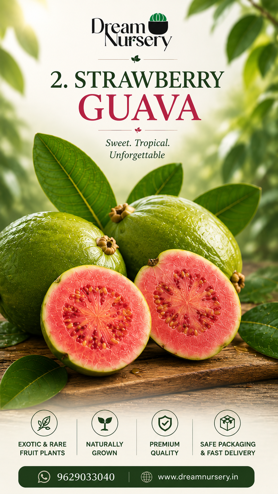 Strawberry Guava Plant (Psidium cattleianum) – Sweet Exotic Fruit Plant | Dream Nursery