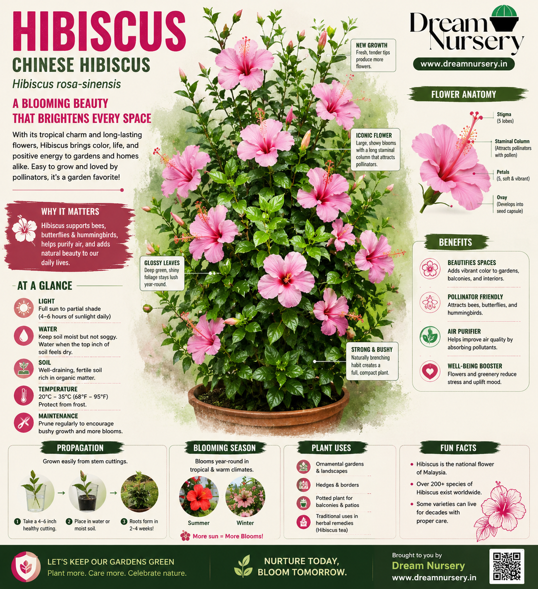 Chinese Hibiscus (Hibiscus rosa-sinensis) – A blooming beauty with pink flowers in a pot, infographic by Dream Nursery India