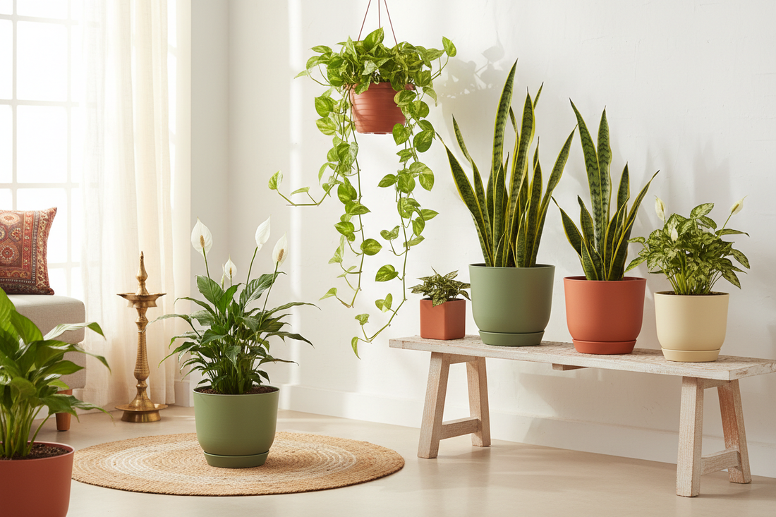 Best Indoor Plants for Indian Homes – A Complete Guide