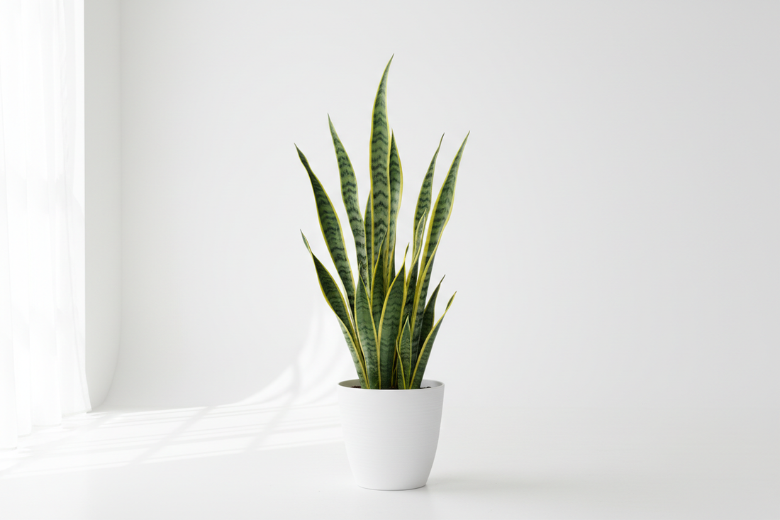 Snake Plant – The Ultimate Care Guide for Indian Homes