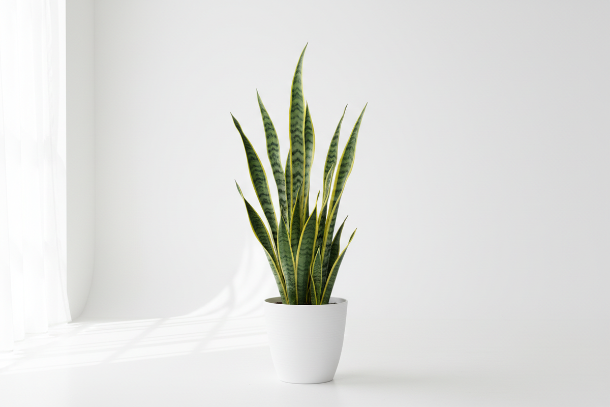 Snake Plant – The Ultimate Care Guide for Indian Homes