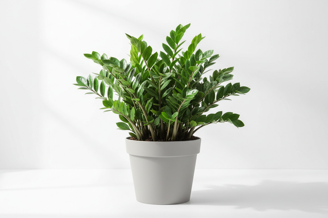 ZZ Indoor Plant – The Ultimate Low-Maintenance Houseplant Guide