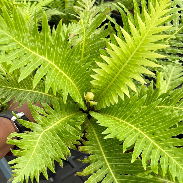 Tree Fern – Live Foliage Plant for Shade &amp; Indoors
