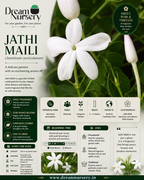 Fragrant white flowering plant from the Dream Nursery Fragrance Combo