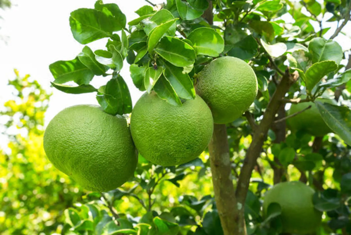 Hybrid Pomelo / Bamblimas Grafted Live Fruit Plant