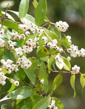 Cat’s Eye “Poocha Pazham”  Fruit Plant – Live Fruit Tree