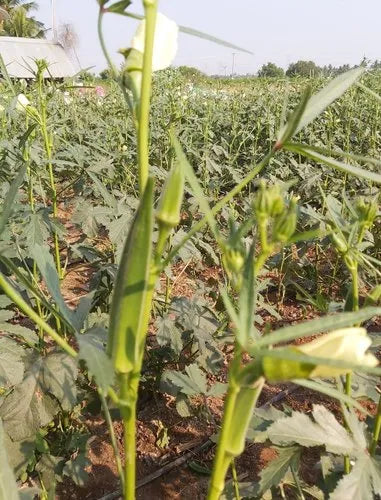 Vendakkai Home/kitchen garden vegetable Seeds (Lady's Finger / Okra)