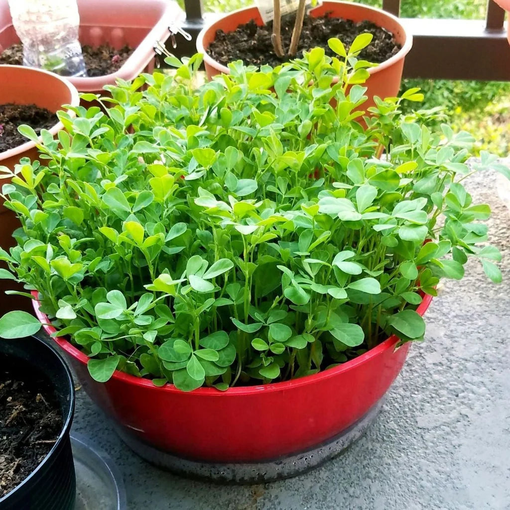 Vendhaya Keerai Kitchen/Home Garden Seeds வெந்தயக் கீரை / ಮೆಂತ್ಯ ಸೊಪ್ಪು / మెంతి కూర / मेथी / ഉലുവ ഇല