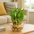 Lucky Bamboo 2 Layer-Lucky Vastu Plant