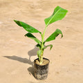 Nendran Banana Plant (Kerala Nendran / Plantain) – live plant.