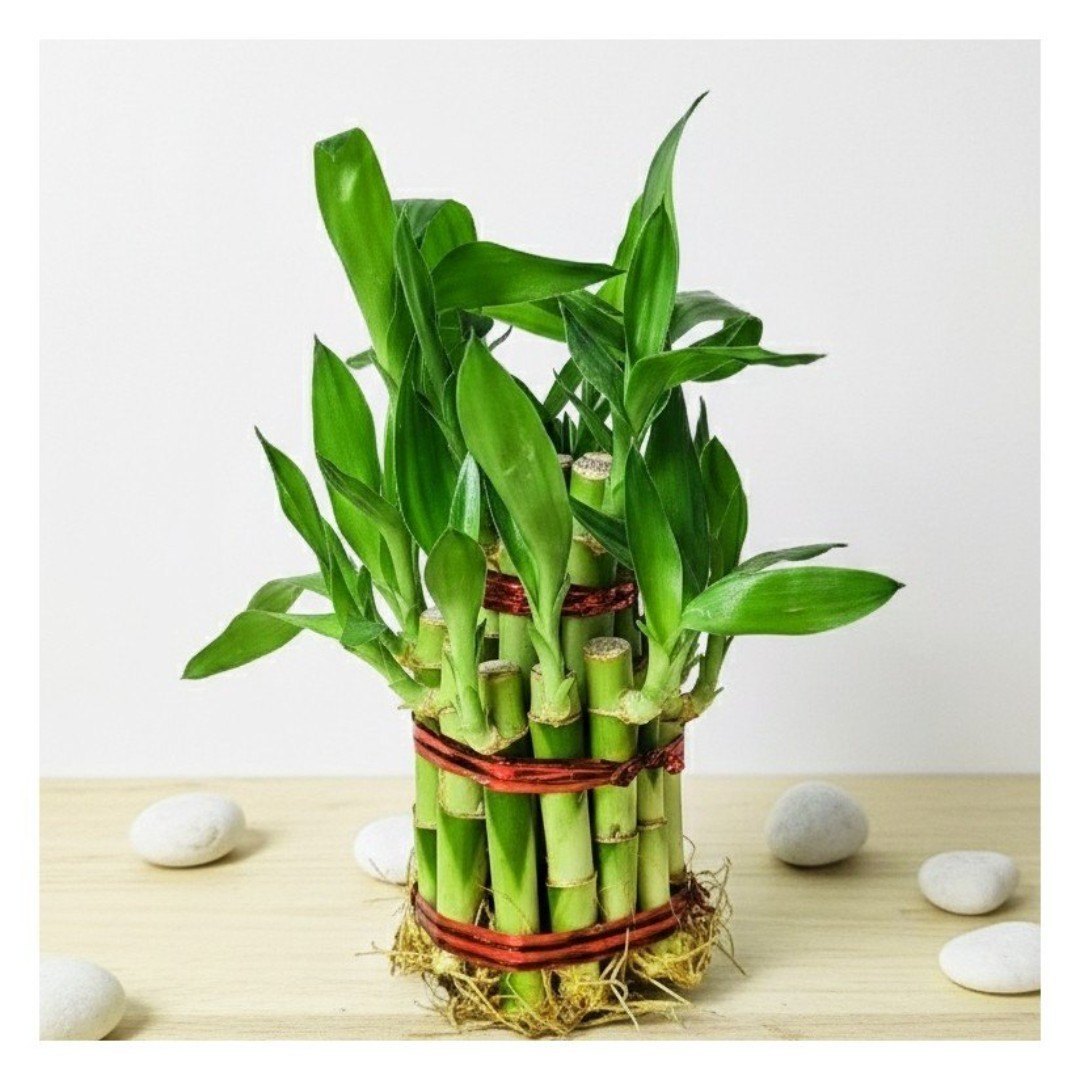 Lucky Bamboo 2 Layer-Lucky Vastu Plant
