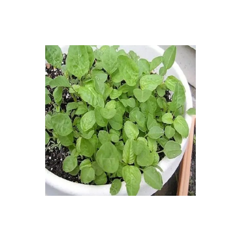 Siru Keerai Kitchen/Home Garden Seeds சிறு கீரை / ಸಿರು ಕೀರೆ / చిరు కూర / चुराई साग / ചെറു ചീര