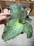 Sansevieria Kirkii 'Silver Blue' – Rare Snake Plant | Live Air Purifier Plant with Pot.