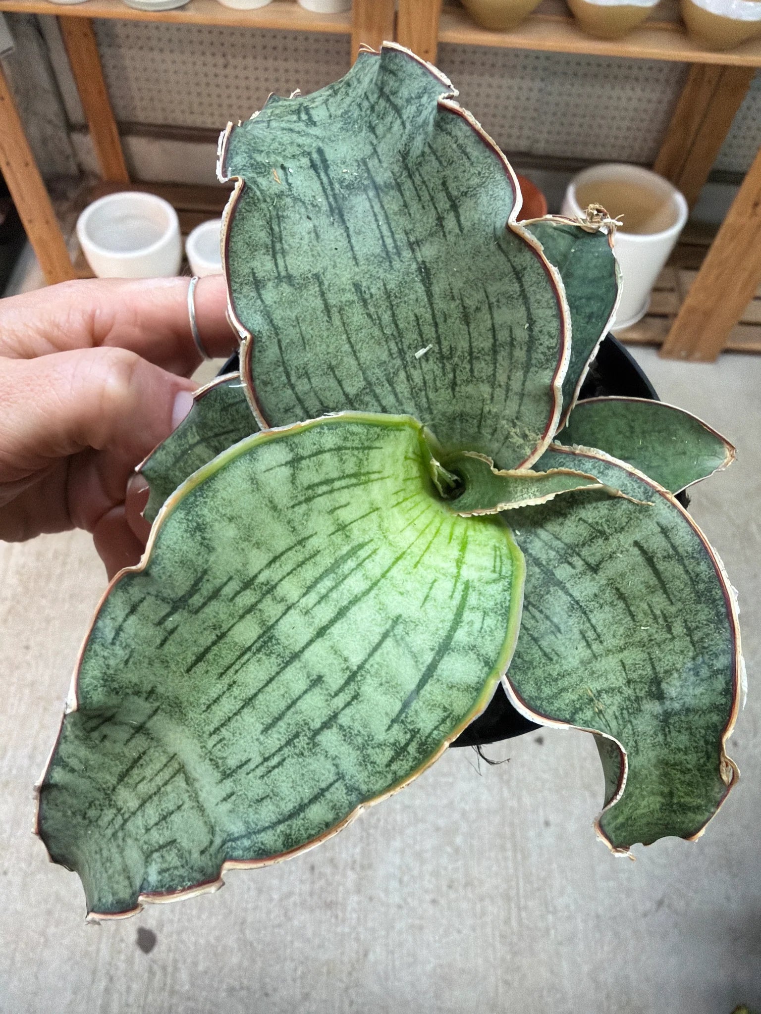 Sansevieria Kirkii 'Silver Blue' snake plant in a nursery pot