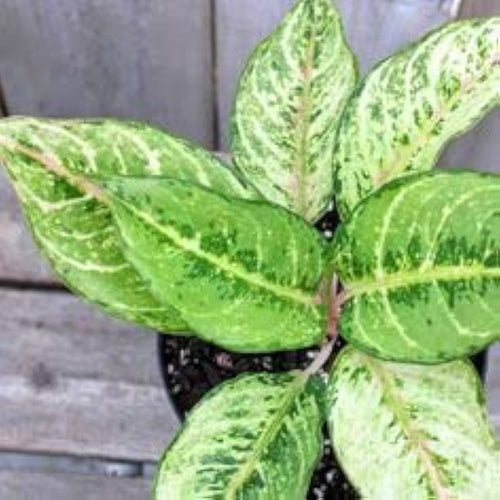 Aglaonema Frozen – Rare Live Indoor Plant | Air Purifier Plant with Pot.