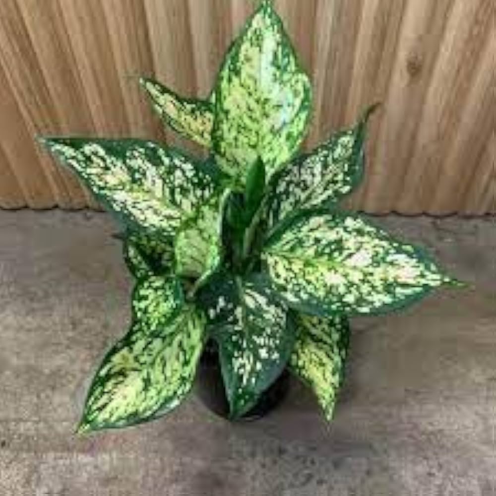 Aglaonema Super White - exotic variegated green and white foliage