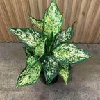 Aglaonema Super White - exotic variegated green and white foliage
