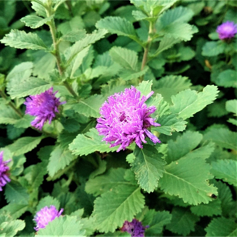 Kesavarthini medicinal plant | கேசவர்த்தினி | ಕೇಶವರ್ತಿನಿ | కేశవర్తిని | केशवर्तिनी