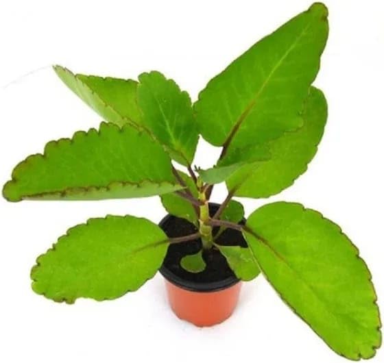 Ranakalli (ரணகள்ளி) or Malaikalli (மலைக்கள்ளி) Ayurvedic Medicinal Plant Kalanchoe Pinnata Plant For Home Garden