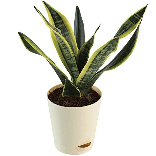 Sansevieria Superba snake plant — plant in pot