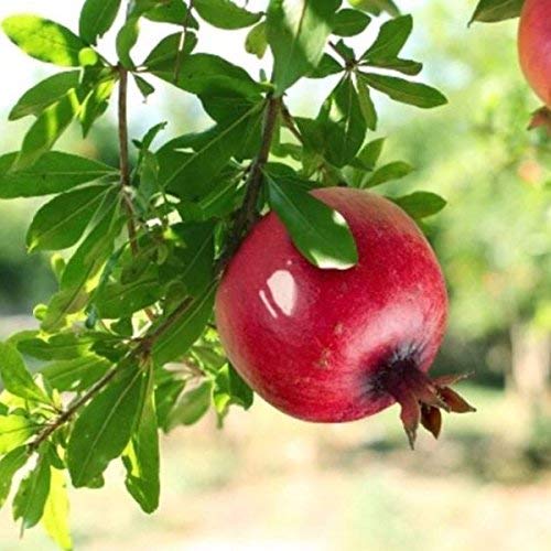 Bhagwa Pomegranate – Live Fruit Plant (Grafted)