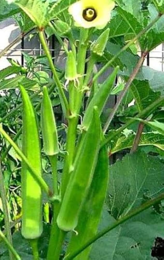 Vendakkai Home/kitchen garden vegetable Seeds (Lady's Finger / Okra)