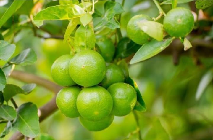 Market Lemon Air Layered Healthy Live Fruit Plant
