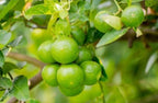 Market lemon air layered live fruit plant
