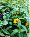 Bhringaraj live plant | கரிசலாங்கண்ணி | ಭೃಂಗರಾಜ | గుంటగలగర | भृंगराज Medicinal Plant