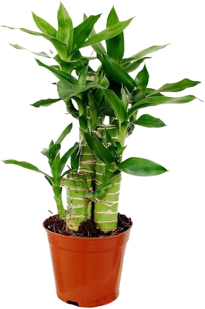 Lotus Bamboo / Lucky Bamboo – Live Plant