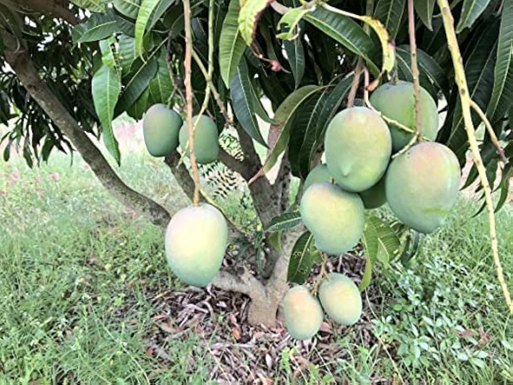 Banganapalli Mango Plant – Grafted, 4-5 Feet, Fruiting Variety