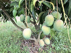 Banganapalli grafted mango plant