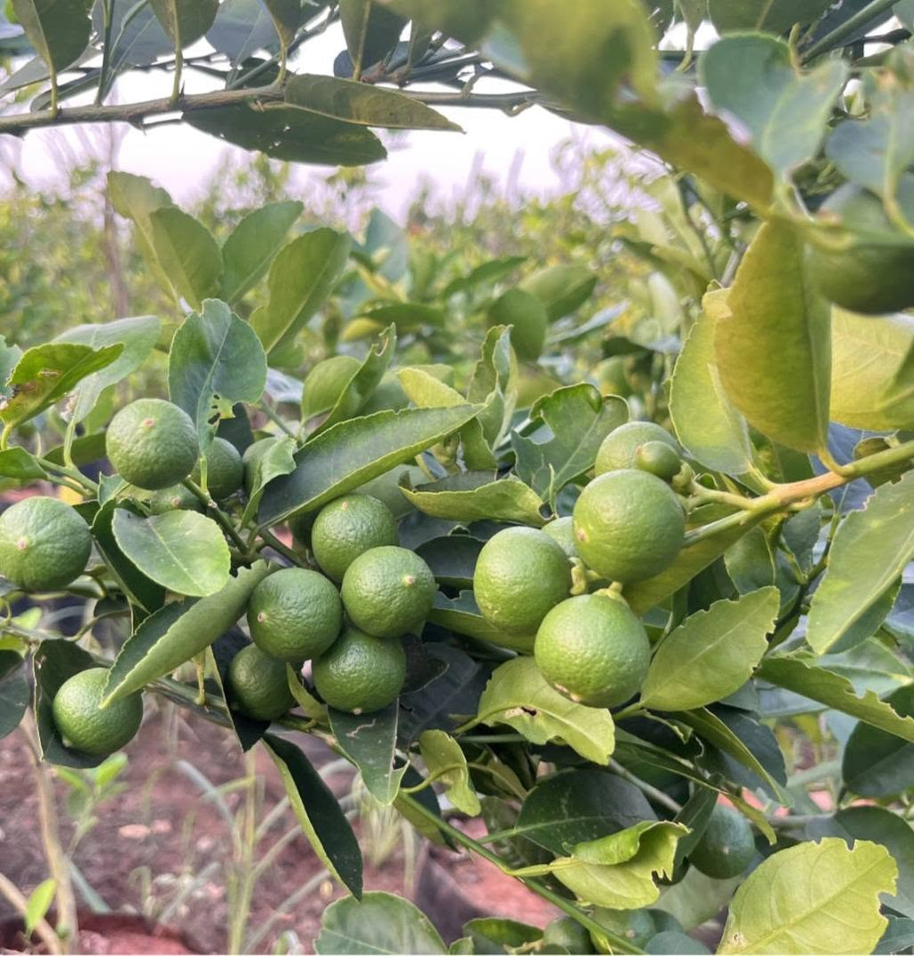 Thai Patti Taiwan Lemon plant with clusters of fresh green lemon fruits on branches in nursery