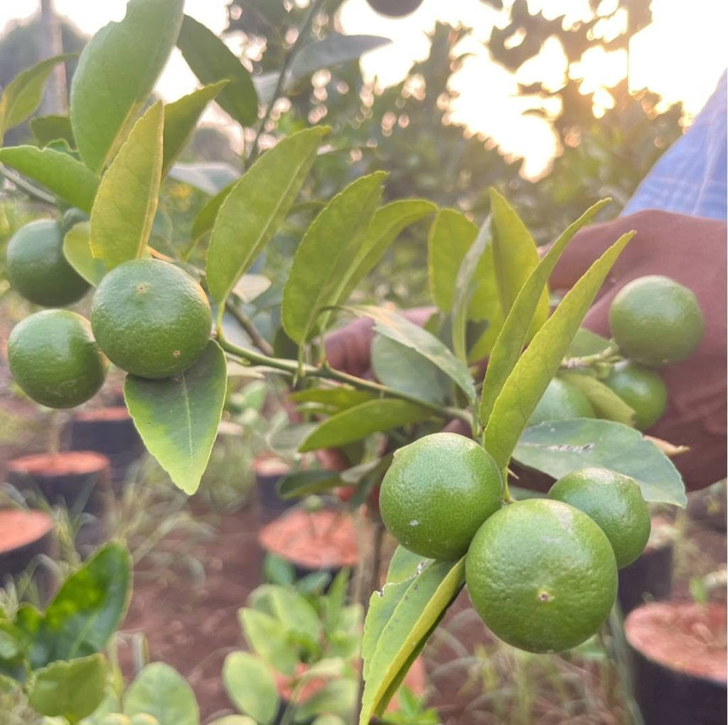 Thai Patti / Taiwan Lemon Healthy Live Fruit Plant