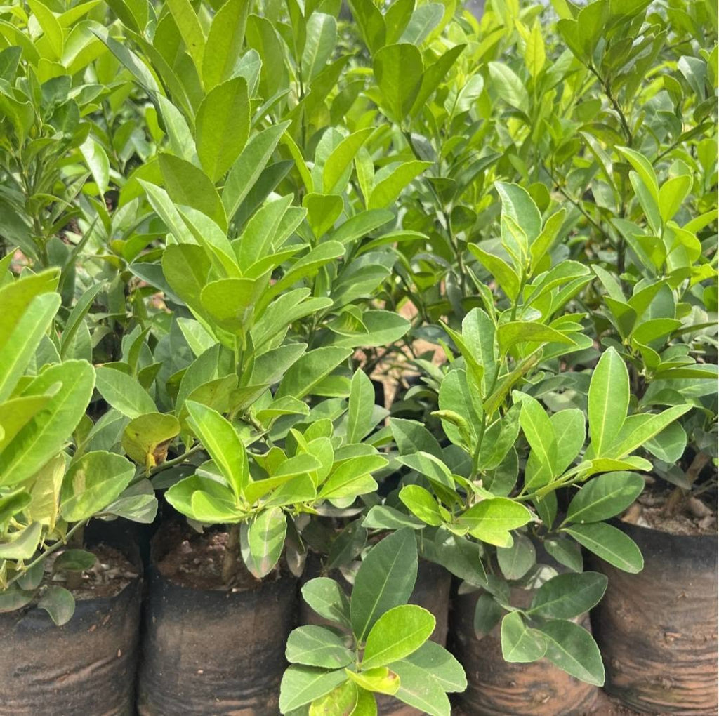 Thai Patti Taiwan Lemon healthy live fruit plant in nursery grow bags with bright green glossy leaves