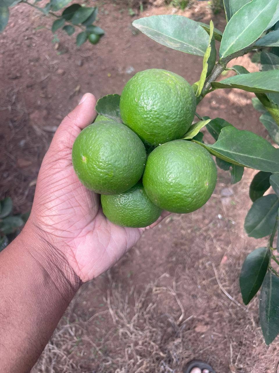Thai Patti / Taiwan Lemon Healthy Live Fruit Plant