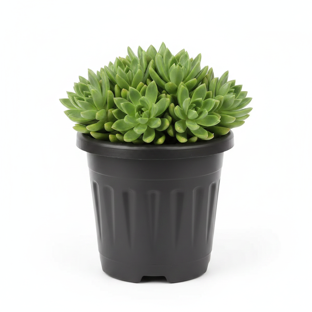 6 Inch Black Grower Pot with Succulent on White Background