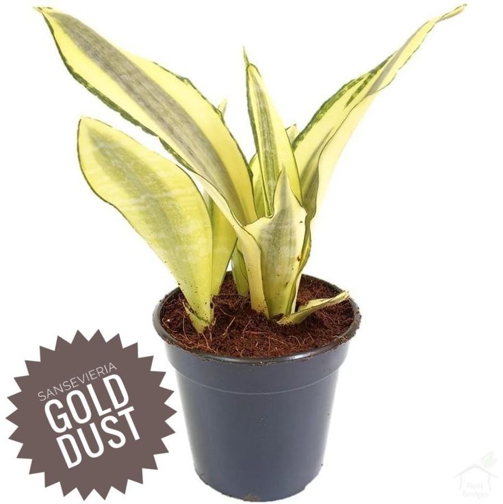 Sansevieria Gold Dust – Snake Plant | Live Air Purifier Plant with Pot | Indoor Home Decor Plant.