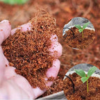 Cocopeat – 1 kg loose powder for Succulents, Cactus & soil mixes.