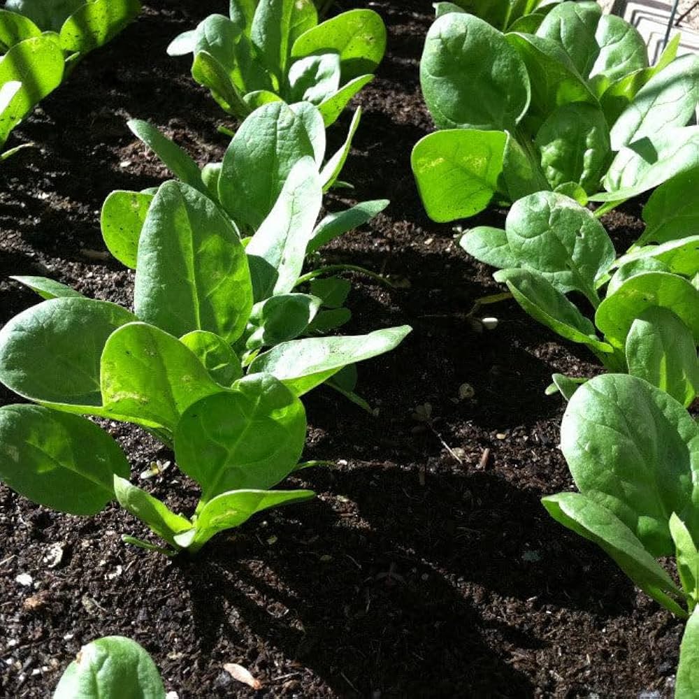 Palak Keerai Kitchen/Home Garden Seeds பாலக் கீரை / ಪಾಲಕ್ ಸೊಪ್ಪು / పాలకూర / पालक / ചീര