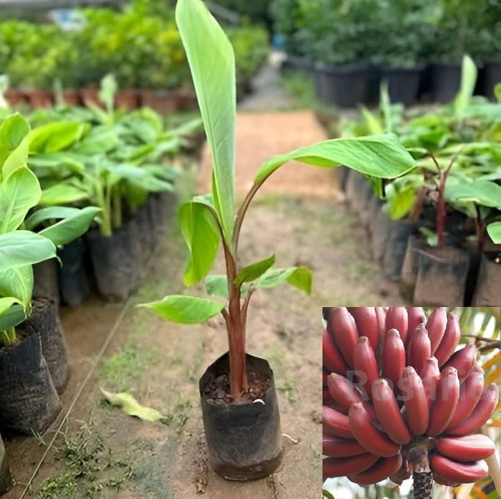 Red Banana (Sevvazhai) – Live Fruit Plant