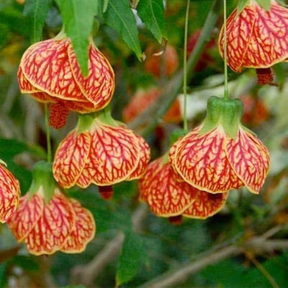 Chinese Lantern Hibiscus (Hibiscus schizopetalus) – Healthy Live Flowering Plant