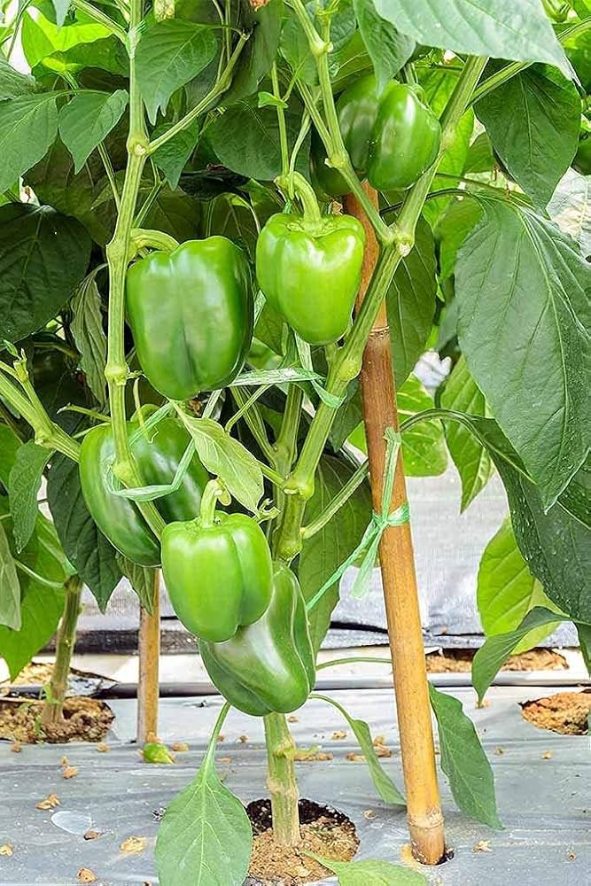 Green Capsicum Bell Pepper Kitchen/Home Garden Seeds शिमला मिर्च / ದಪ್ಪೆಕಾಯಿ / బెల್ పెప్పర్ / க௏ழி மிளகாய் / കാപ്സികം