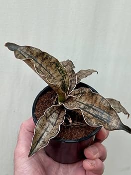Sansevieria Kirkii Coppertone — plant in pot