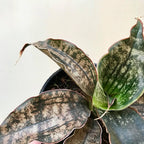 Sansevieria Kirkii Coppertone – close view of the coppery-bronze leaves