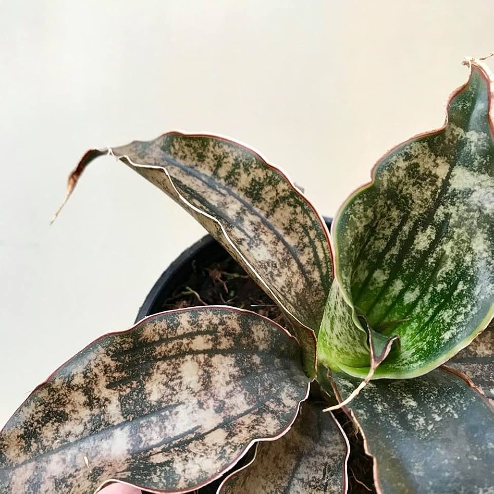 Sansevieria Kirkii Coppertone — mature plant view