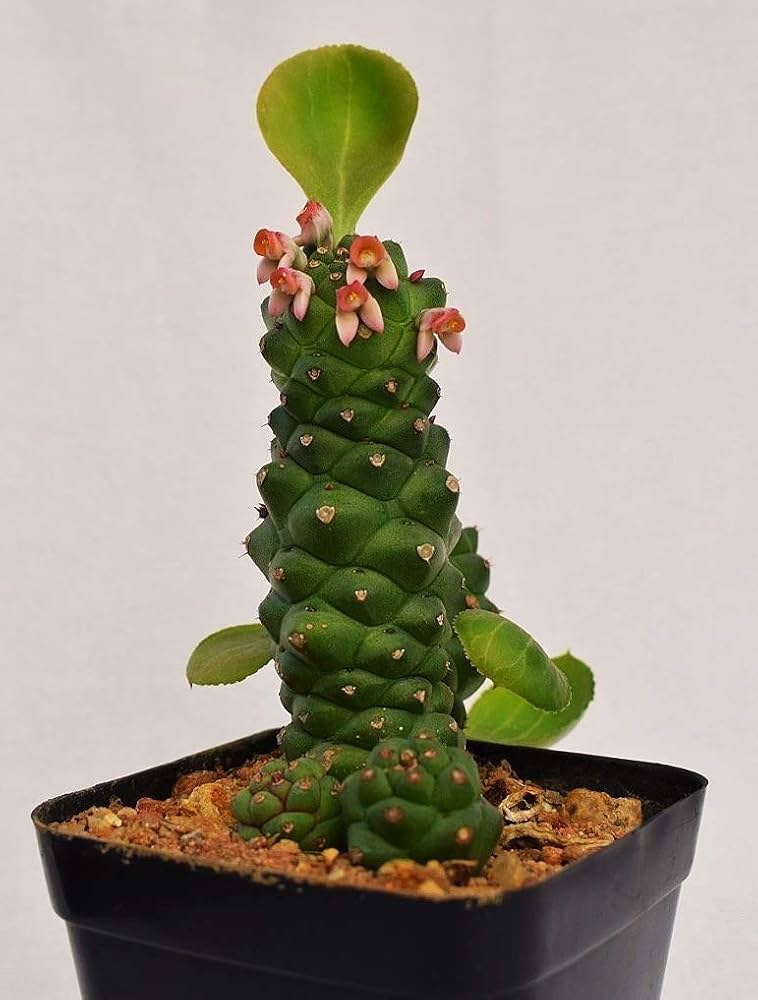 Euphorbia monoadenium ritchiei – Rare Cactus-Like Succulent | Live Plant with Pot