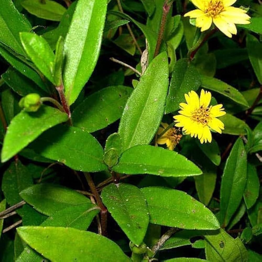 Bhringaraj live plant | கரிசலாங்கண்ணி | ಭೃಂಗರಾಜ | గుంటగలగర | भृंगराज Medicinal Plant