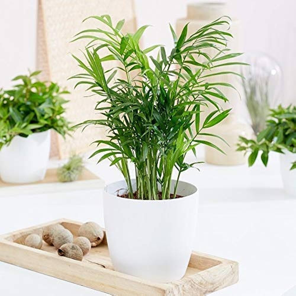 Bamboo Palm (Chamaedorea) — indoor air-purifying plant